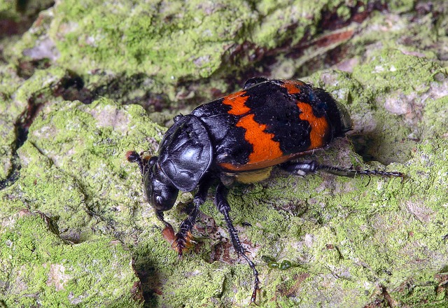 Hjælp til pårørende: Bedemandens rolle i glostrup